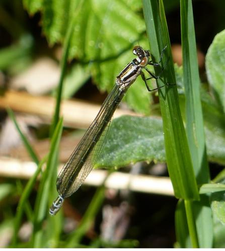 Coenagrion puella
